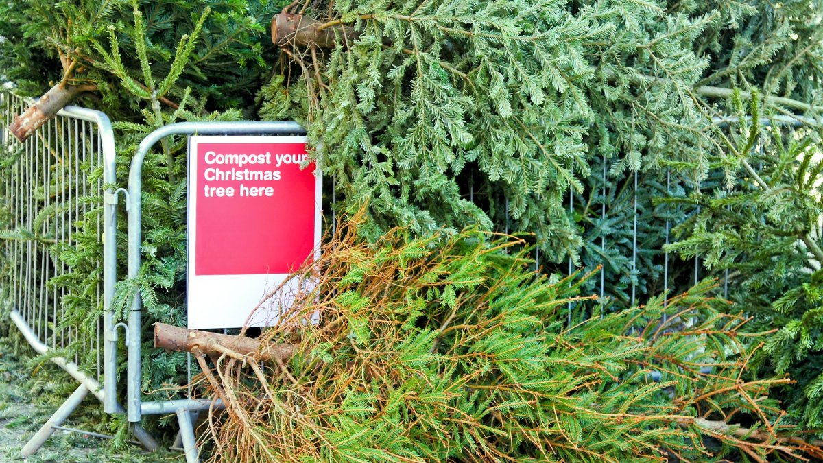 Here’s where you can recycle your Christmas tree in Philadelphia