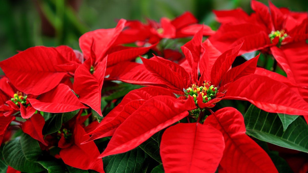 The poinsettia's name and origins get newfound attention – NBC10 Philadelphia - Vimarsana News