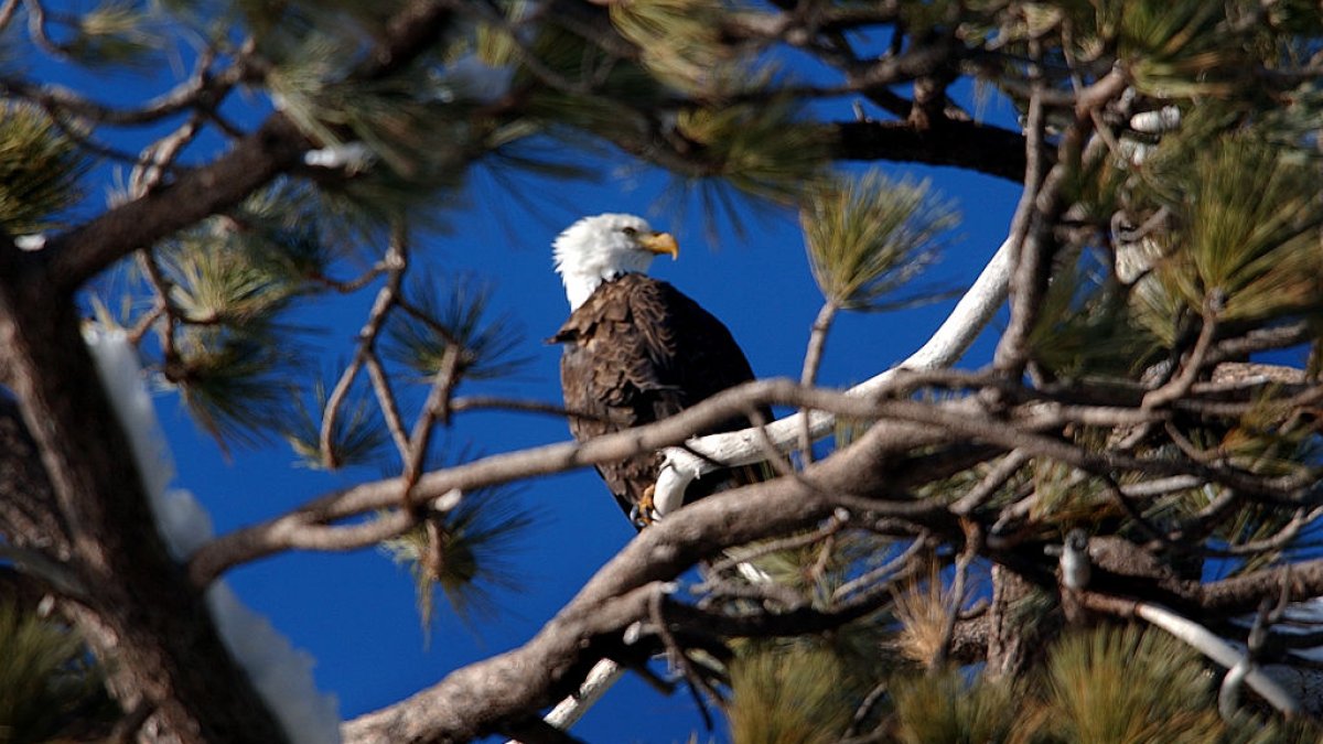 2 men charged with killing thousands of birds, including bald eagles, in Montana – NBC10 Philadelphia - Vimarsana News