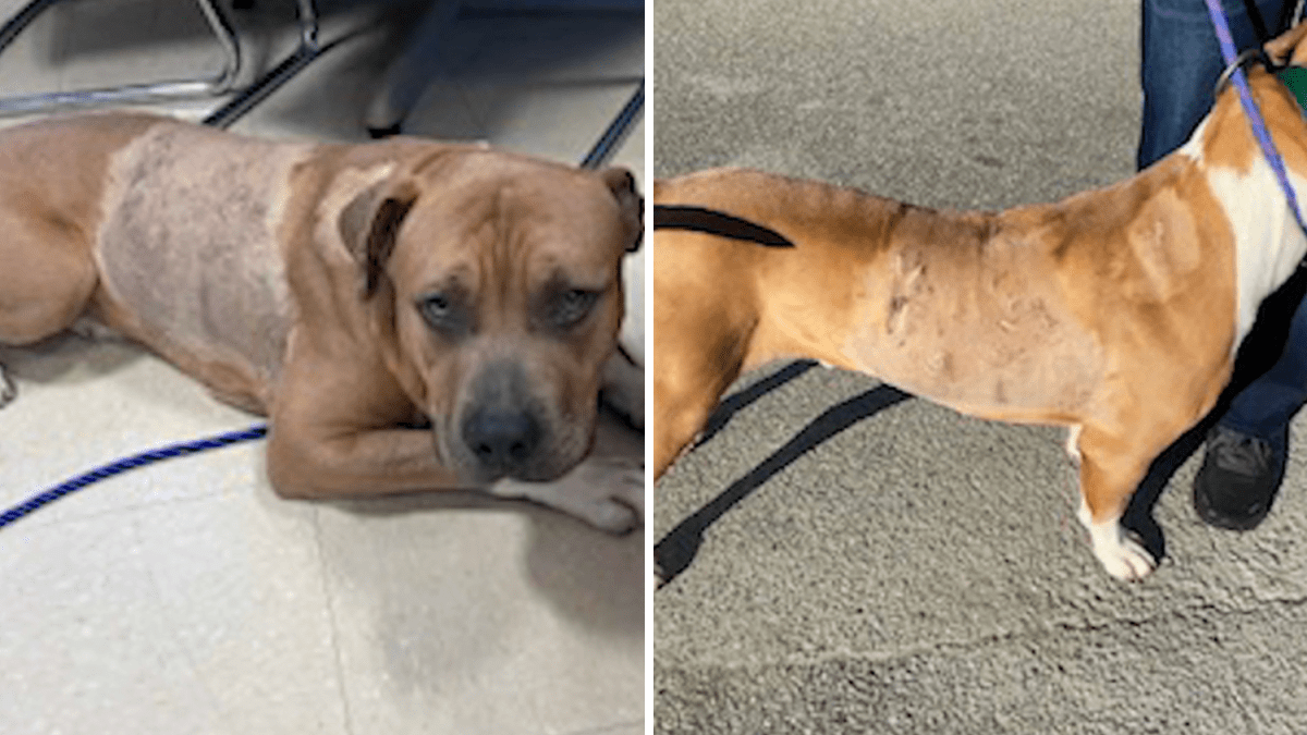 Long Island news Dog found in Freeport survives being stabbed 17 times