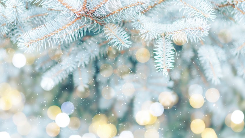 Christmas background. Blue spruce outdoor with snow, lights bokeh around, and snow falling.