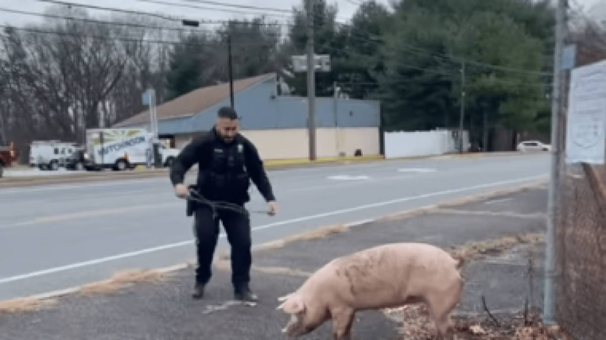 Police capture escaped Albert Einswine pig in NJ NBC10 Philadelphia