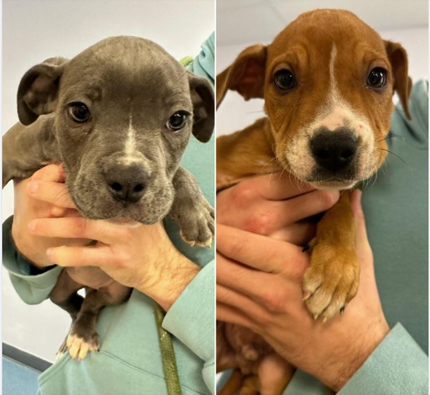 $5k reward offered after puppies found abandoned in NJ woods – NBC10 ...