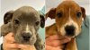 $5k reward offered after puppies found abandoned in NJ woods