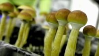 NJ considering bill to legalize magic mushrooms