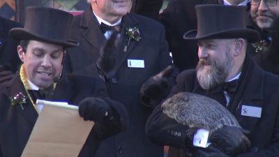 Animal rights group calls for Punxsutawney to retire Phil, opt for coin flip instead