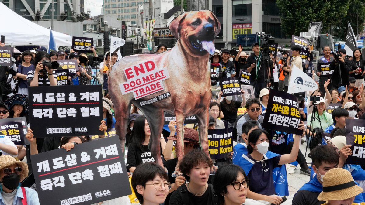 South Korea passes bill to ban production of dog meat – NBC10 Philadelphia - Vimarsana News