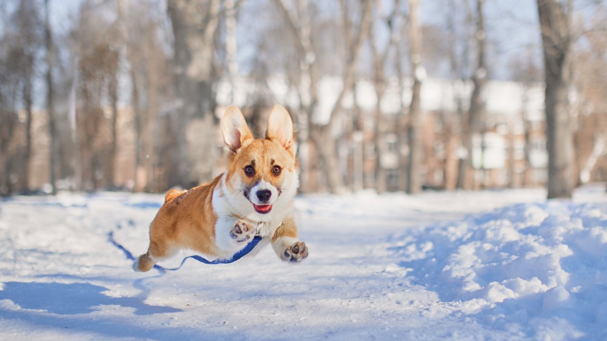 ACCT Philly shares winter safety tips for pets – NBC10 Philadelphia - Vimarsana News