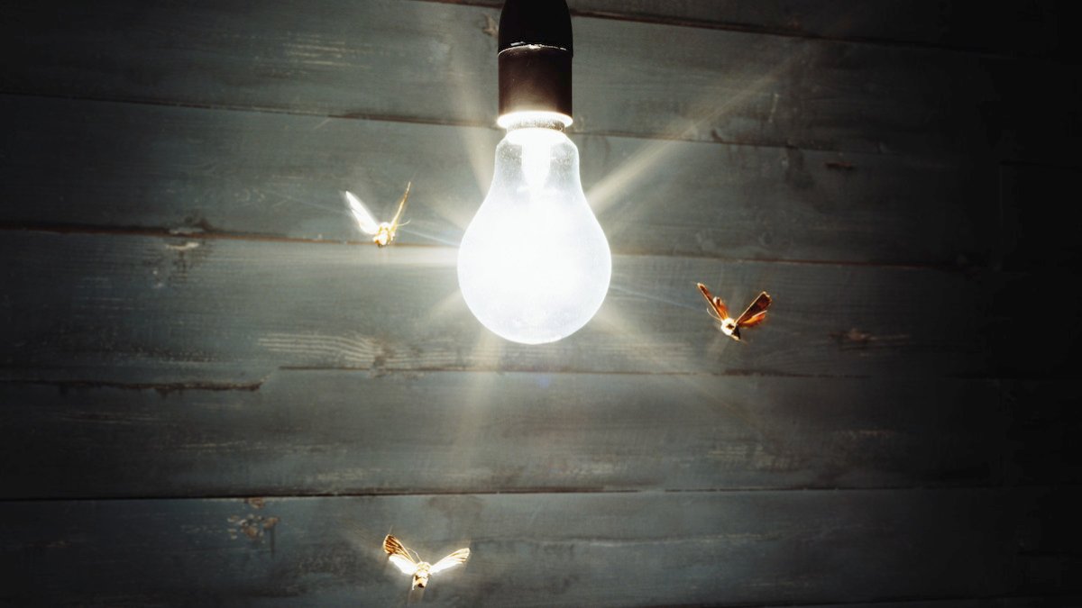Why are insects attracted to lights? – NBC10 Philadelphia - Vimarsana News