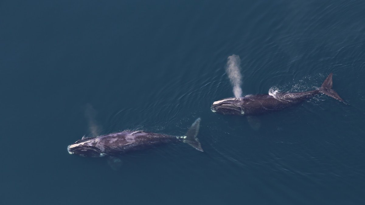 U.S. Plans Measures for Endangered Whales Amidst Offshore Wind Expansion