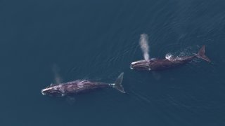 Photo of North Atlantic right whales