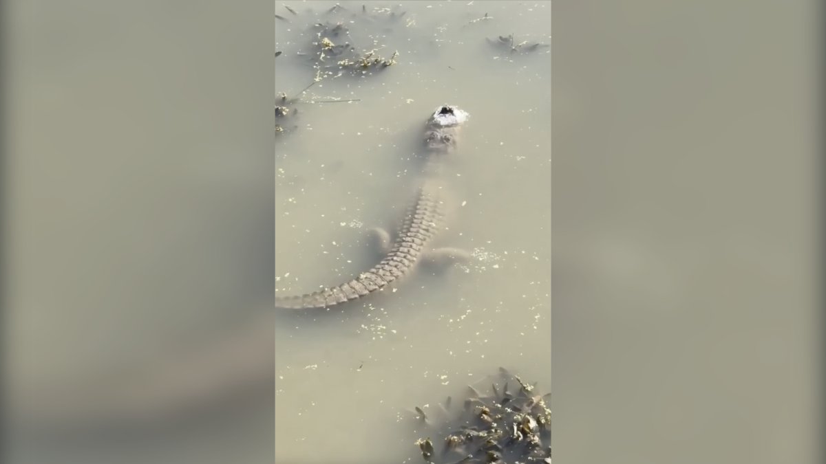 Video shows frozen gator in TX stick snout through ice to breathe