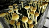NJ looks to legalize magic mushrooms for medical, recreational use