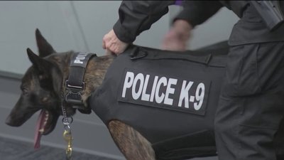 SEPTA Transit Police K9 gets bullet and stab proof vest – NBC10 ...
