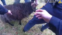 WATCH: Police capture baa-d ram that was on the loose in South Jersey