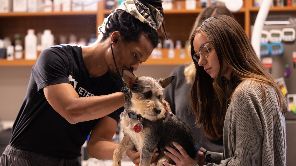 New emergency vet clinic in Northern Liberties lets owners stay with pet - Vimarsana News