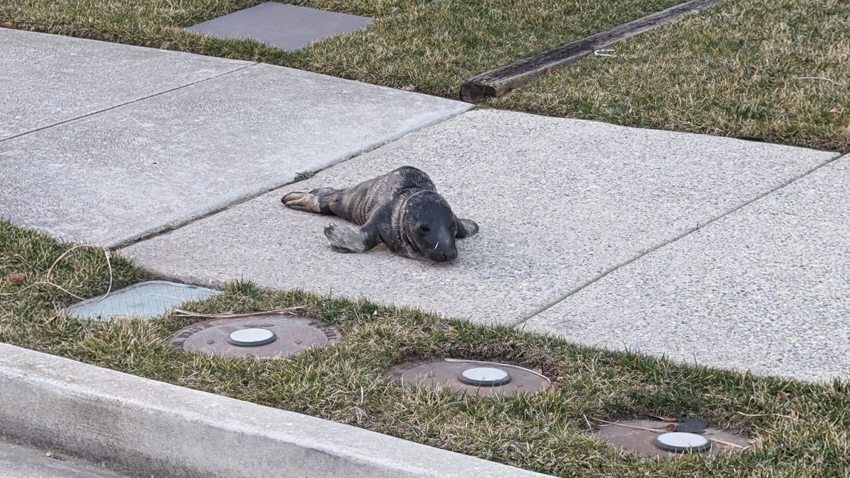 Baby seal found wandering streets of Ocean City, NJ – NBC10 Philadelphia - Vimarsana News