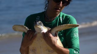 A volunteer carries a Green Sea Turtle.