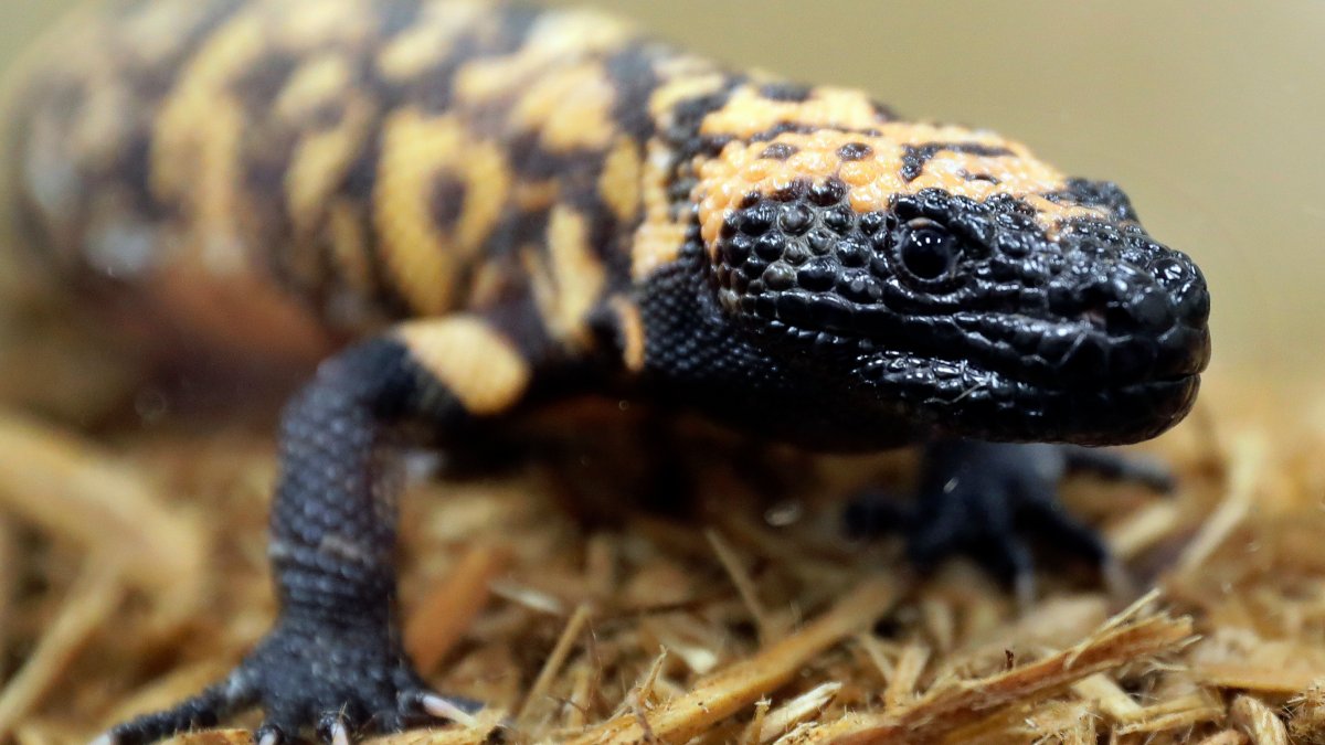 Colorado man dead after pet Gila monster bite – NBC10 Philadelphia - Vimarsana News