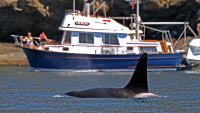 US Coast Guard launches boat alert system in Seattle to keep whales safe