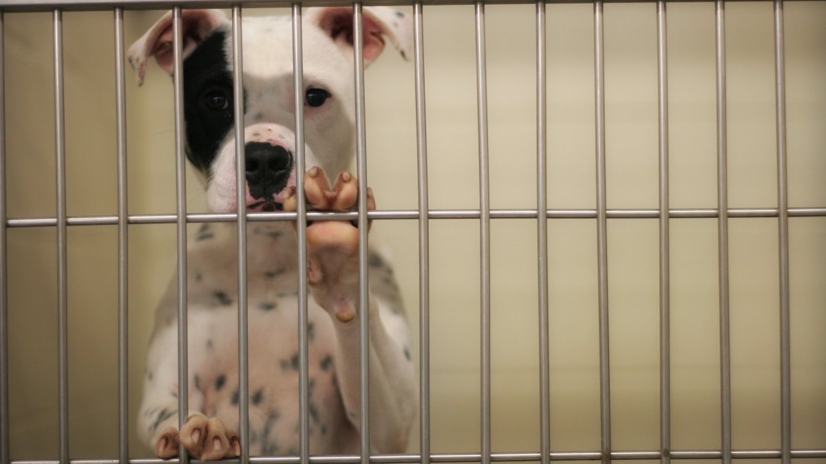 Pennsylvania SPCA launches foster-to-adopt program in response to decline in dog adoptions - Vimarsana News