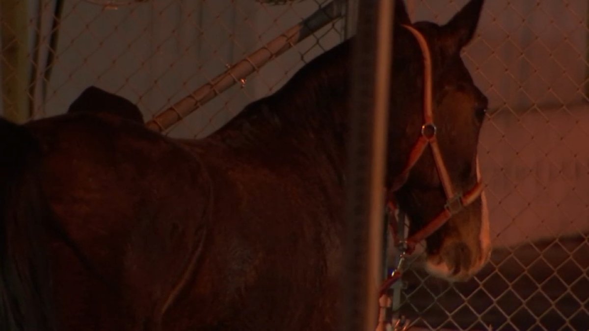 Horse corralled after getting loose on I-95 in Philly – NBC10 Philadelphia - Vimarsana News
