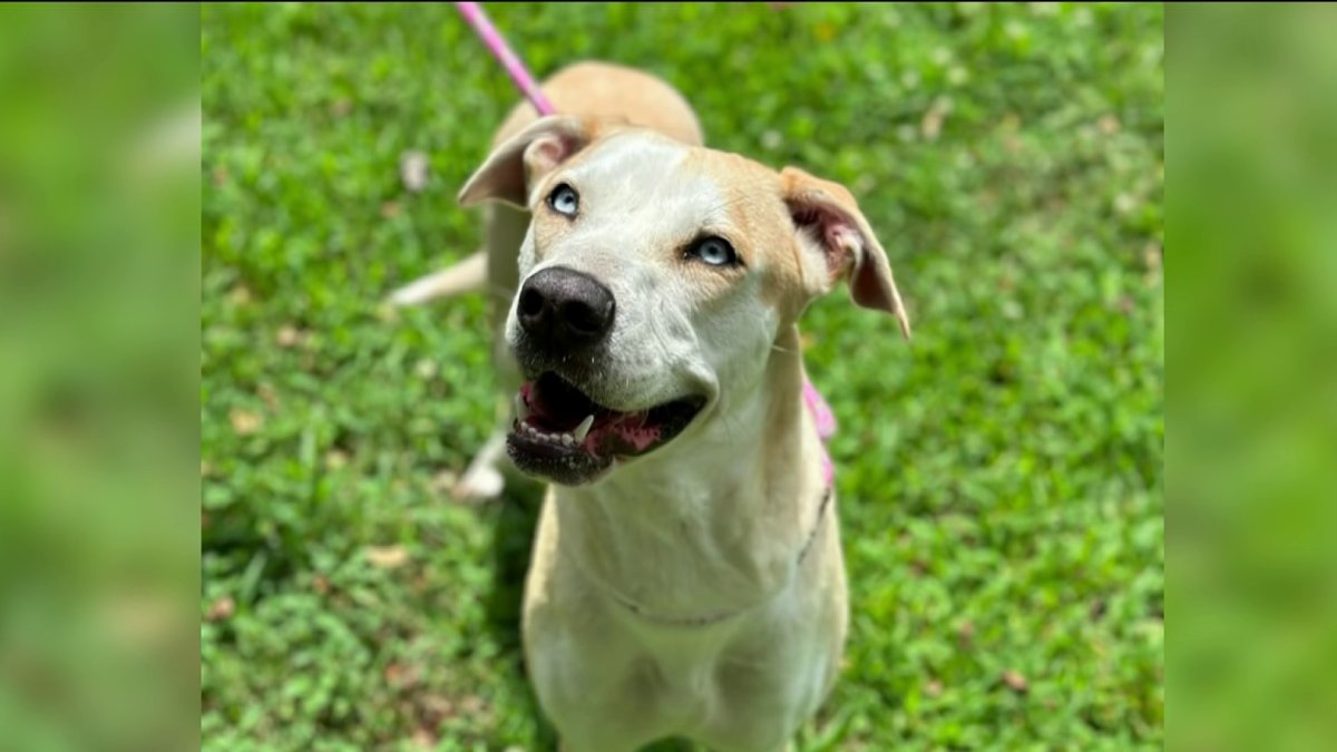 Meet the Alabama animal rescue service sending rescued puppies to the ...