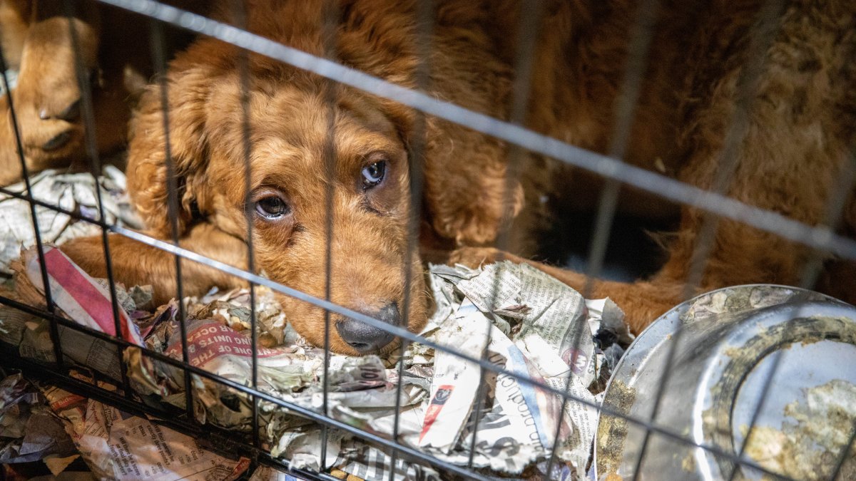 Animal cruelty: mistreated dogs, puppies seized from self-described animal rescue group in Vernon Township, New Jersey, ASPCA says – NBC10 Philadelphia - Vimarsana News