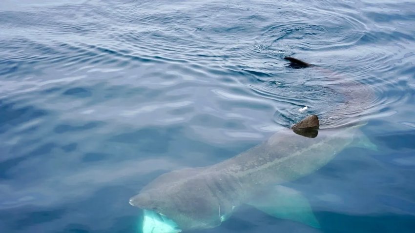 Basking Sharks Make a Rare Appearance off the Santa Barbara Channel