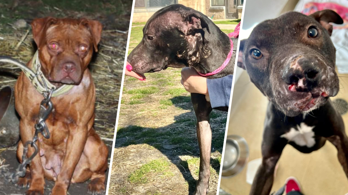 NJ news: Suspected dog-fighting ring bused in Neptune Township – NBC10 Philadelphia - Vimarsana News