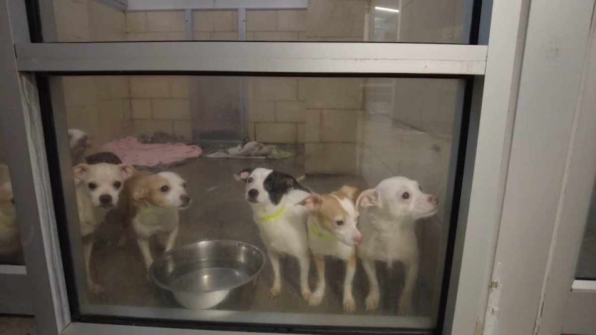 Animals rescued from Delaware home now up for adoption - Vimarsana News