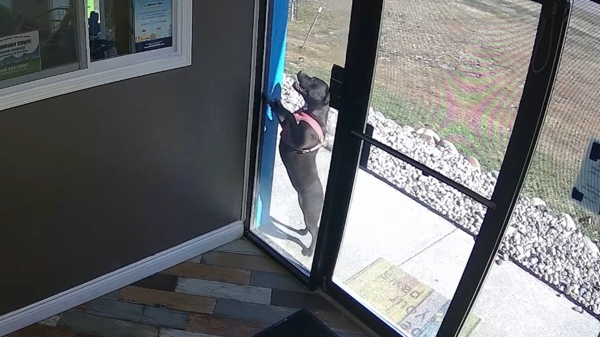 Dog ran to its daycare for help after owner’s car accident in Michigan