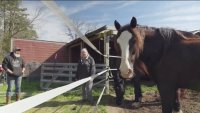 A South Jersey non-profit horse rescue is looking for ways to raise money to stay on the land they've used for years