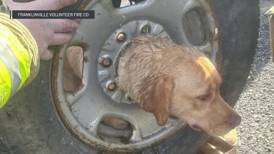 First responders use plasma cutters to rescue a dog who got its head stuck in a tire