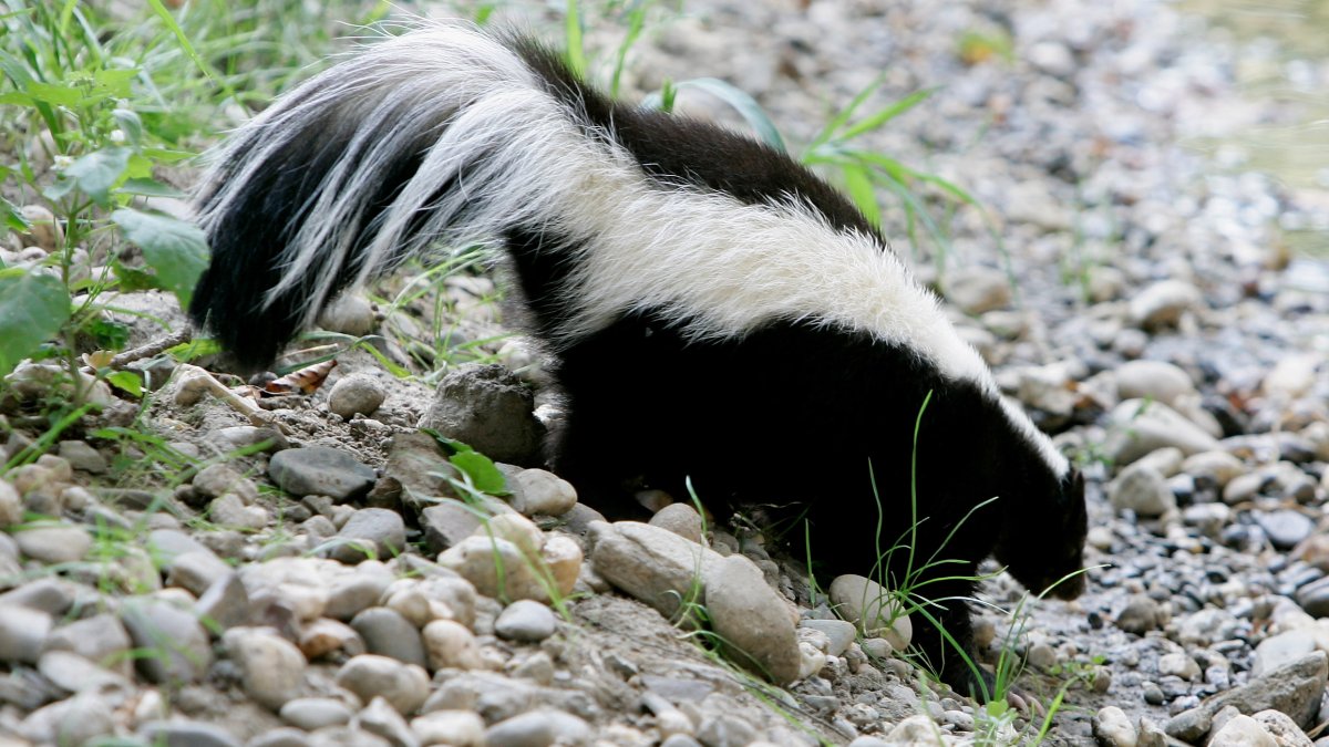 Dog kills rabid skunk in NJ. Get rabies prevention tips – NBC10 ...