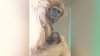 Philadelphia Zoo welcomes critically endangered white-handed gibbon baby