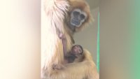 Philadelphia Zoo welcomes critically endangered white-handed gibbon baby