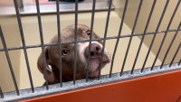 Dogs at ACCT Philly risk euthanasia due to overcrowding, adoption fees waived