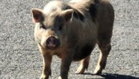 Hog wild: Officers wrangle runaway pig in Cheltenham Township