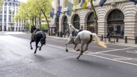 Riderless horses recovered after ‘a number' broke free and ran through central London