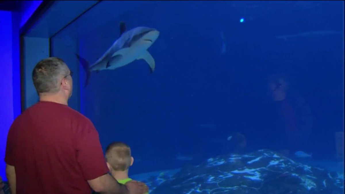 Adventure Aquarium celebrates Autism Awareness Month with sensory ...