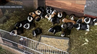 4 guinea pigs found dead among 197 rescued from sheds in South Jersey