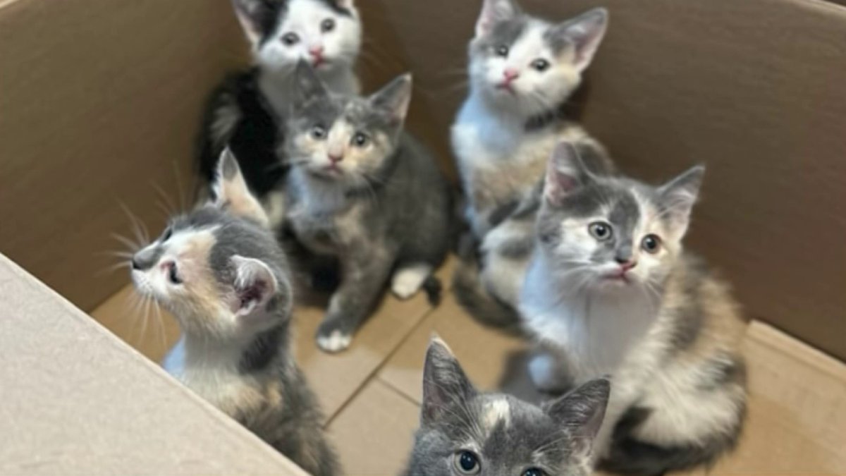 Norristown-based cat adoption center introduces you to animals looking