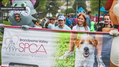 Brandywine Valley SPCA holding a spring fundraising event ‘Walk for Paws'