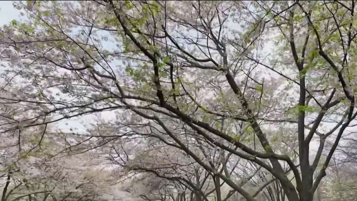 Fairmount Park’s Cherry Blossoms might lose a few petals before the