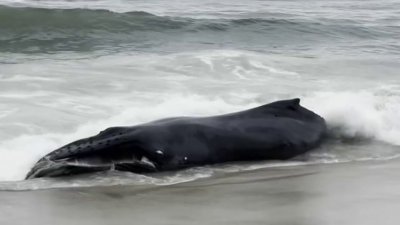 Dead humpback whale washes up on Jersey Shore beach
