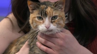 Clear the Shelters: Meet Tails
