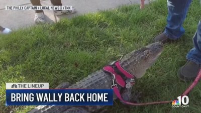 Man hopes to bring emotional support alligator back home: The Lineup