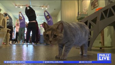 Forget downward dog, find your purrfect pose at this cat yoga class