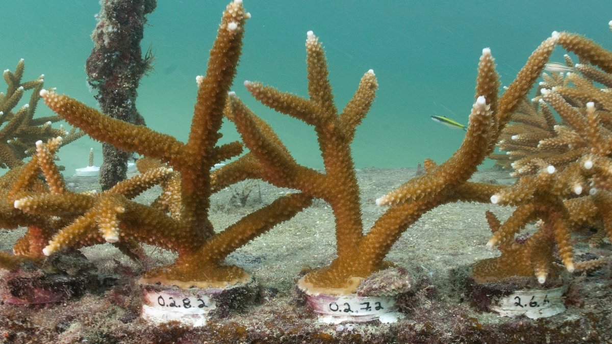 Florida researchers use boba straws to protect baby corals on ocean reefs – NBC10 Philadelphia - Vimarsana News